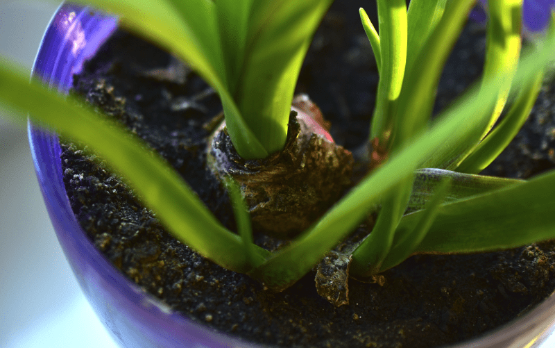 کاشت زعفران در گلدان